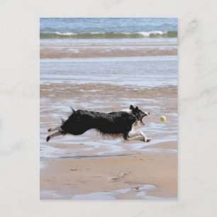 Hund som jagar ett boll på stranden vykort