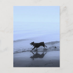 Hund som körs på Beach Vykort