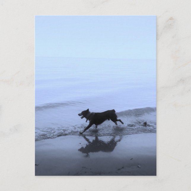 Hund som körs på Beach Vykort (Framsida)