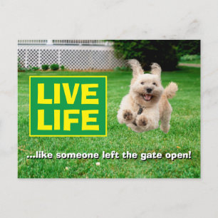 Hund som körs på varv inbjudan vykort