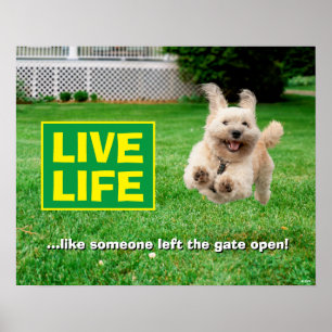 Hund som körs på varv poster