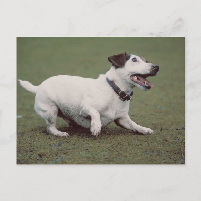 Hund som körs vykort (Framsida)