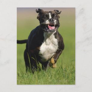 Hund som körs vykort