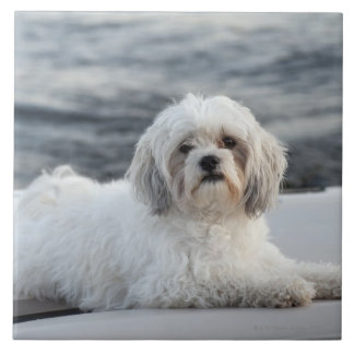 Hund som lägger vid vatten kakelplatta
