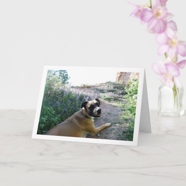 Hund som ligger i vildblommor porträtt kort (Orkide)
