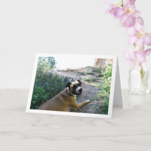 Hund som ligger i vildblommor porträtt kort
