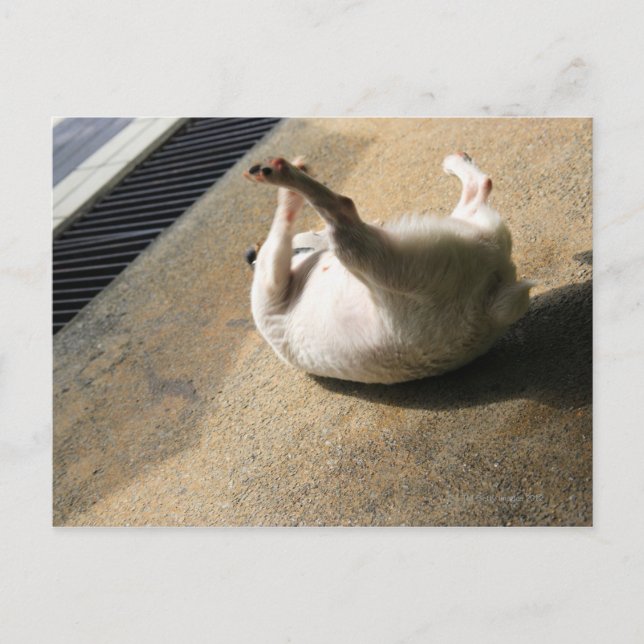 Hund som ligger på golvet vykort (Framsida)