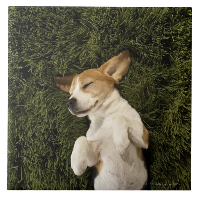 Hund som ljuger, i att sova för gräs kakelplatta (Framsidan)