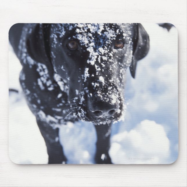 Hund som omfattas av snö musmatta (Framsidan)