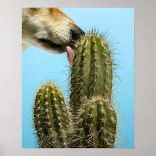 Hund som slickar kaktusen, närbild poster