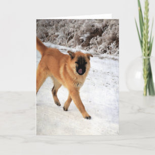 Hund som spårades på en Frosty MorgonWalk Kort
