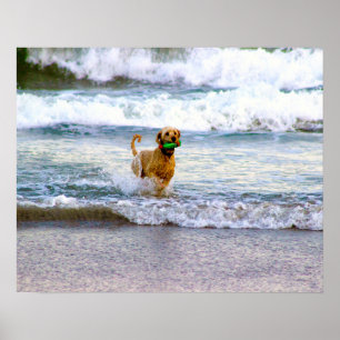Hund som spelas i Oceanen Poster