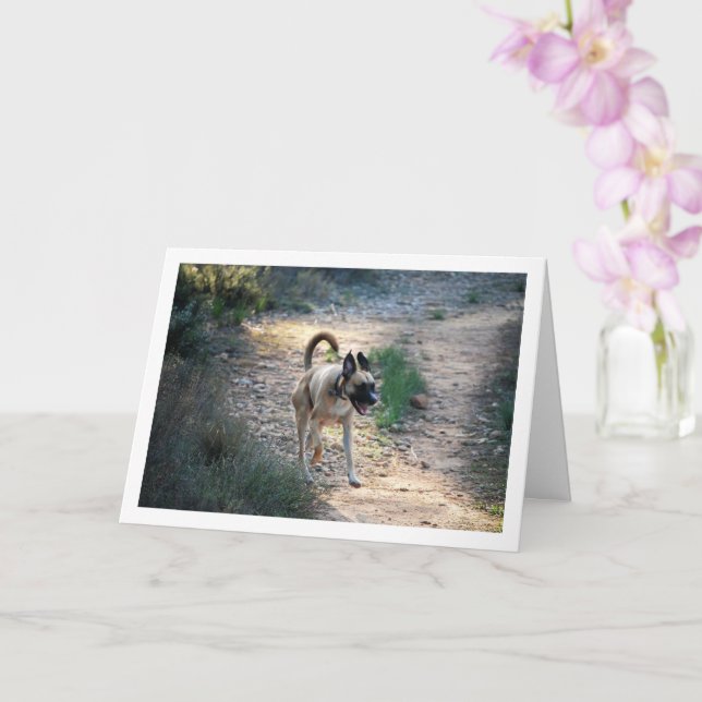 Hund som springer och hoppar kort (Orkide)