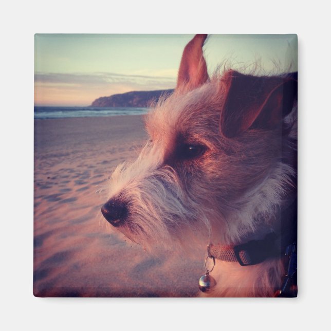 Hund som står mot stranden magnet (Framsidan)