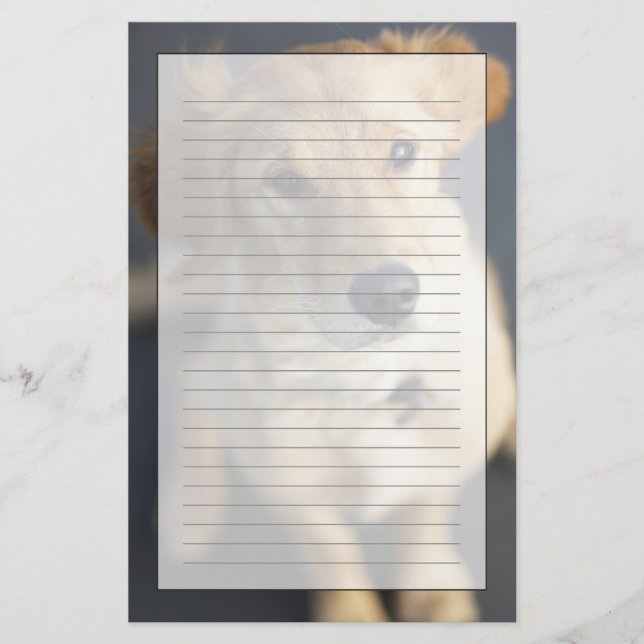 Hund som tittar upp brevpapper (Framsida)