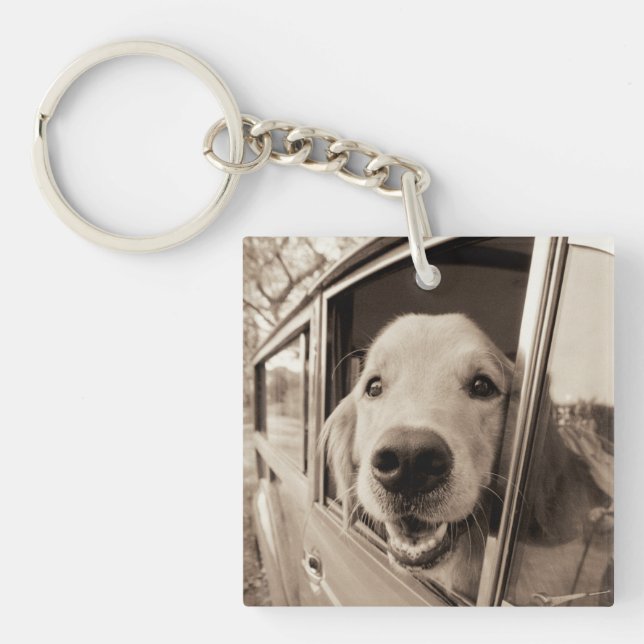 Hund som ut kikar ett bilfönster (Framsidan)