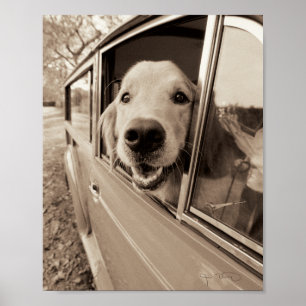 Hund som ut kikar ett bilfönster poster
