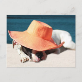 Hund sommardagar vid kusten vykort