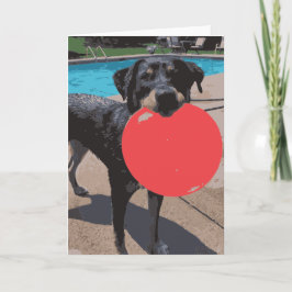 Hund Spela Frisbee Swimming Bassäng Kort