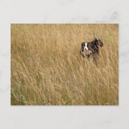 Hund springer genom gräs vykort