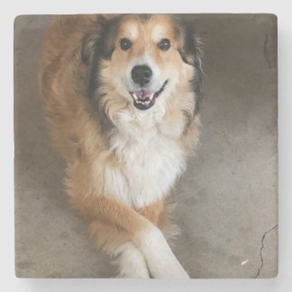 Hund Stenunderlägg