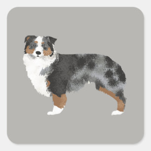 Hund Sticker i Australian shepherd Fyrkantigt Klistermärke