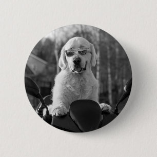 HUND STIL KNAPP