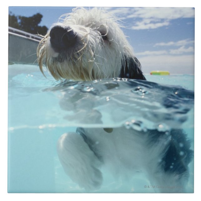 Hund Swimming i Swimming Bassäng Kakelplatta (Framsidan)