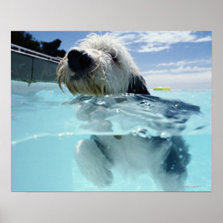 Hund Swimming i Swimming Bassäng Poster