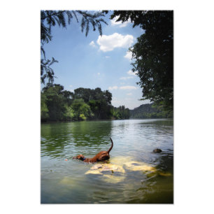 Hund Swimming Ladybird Sjö - Downtown Austin Texas Fototryck