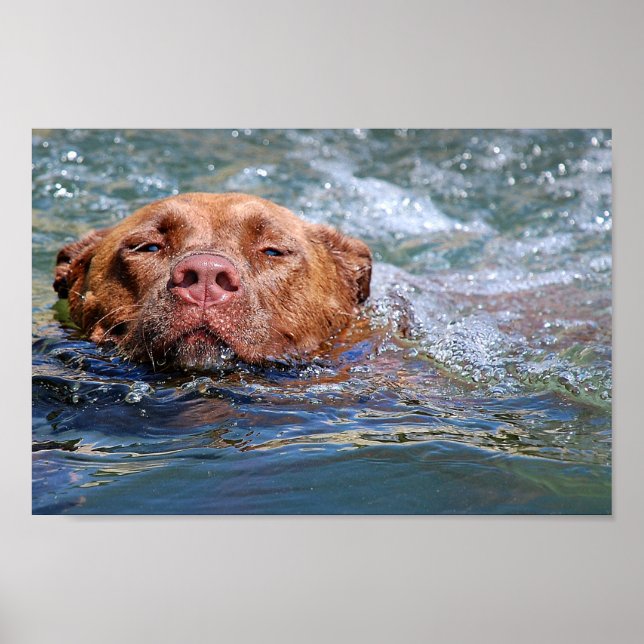 Hund Swimming Poster (Framsidan)