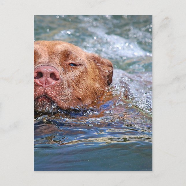 Hund Swimming Vykort (Framsida)