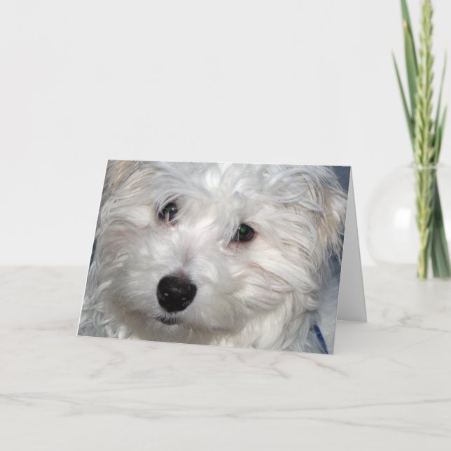 Hund Sympathy Kort (Framsida)