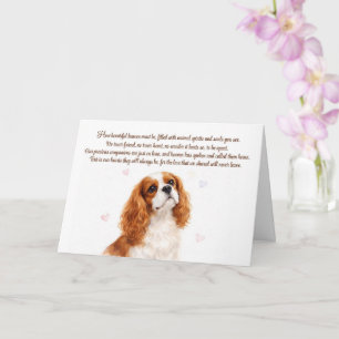 Hund Sympati Cavalier King Charles Spaniel Kort