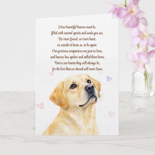 Hund Sympati Gul Lab Labrador Retriever  Kort (Orkide)