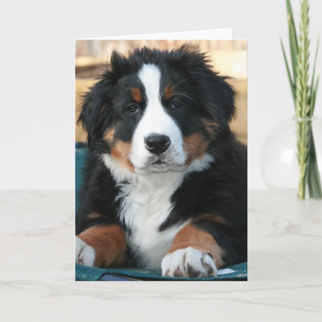 hund tack kort (Framsida)