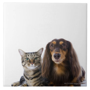 Hund (tax) och katt (japansk katt) på vit kakelplatta
