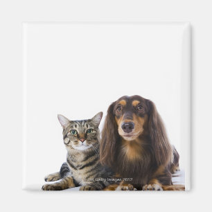 Hund (tax) och katt (japansk katt) på vit magnet