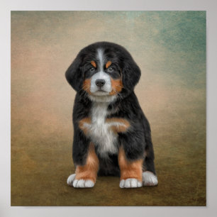 Hund Teckning puppy Bernese Mountain Poster