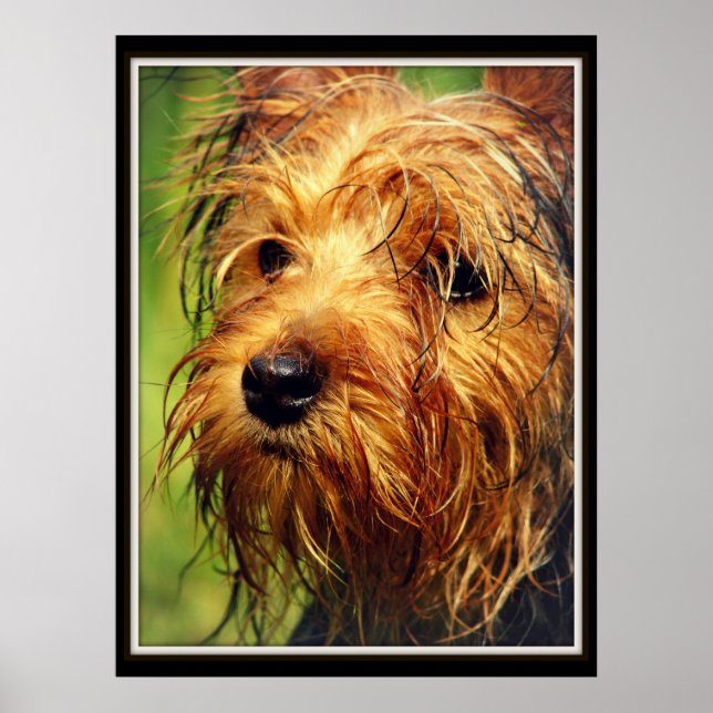 Hund Terrier med Blöt Ansikte Poster (Framsidan)