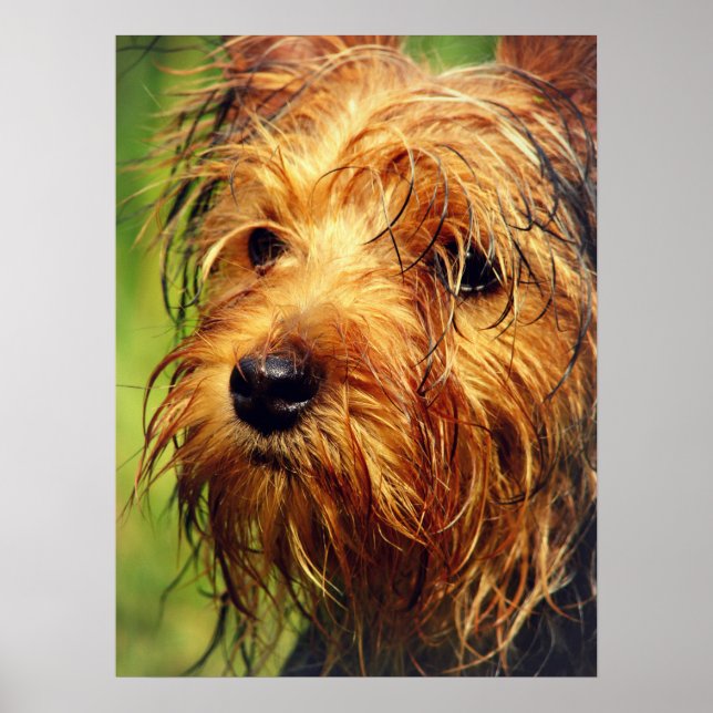 Hund Terrier med Blöt Ansikte Poster (Framsidan)
