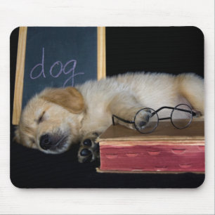 Hund Tired Musmatta