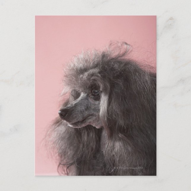 Hund tittar bort vykort (Framsida)