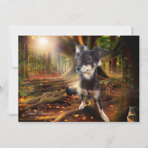 Hund Tittar för ekorrefotografi Julkort