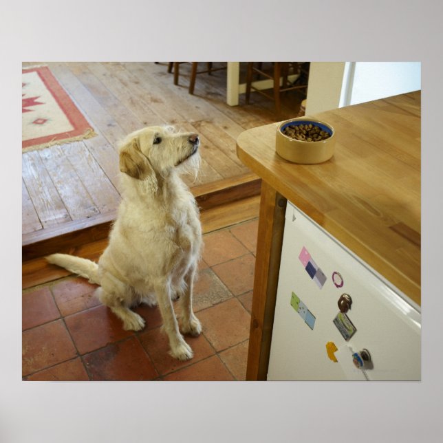 Hund tittar i mat på bord. poster (Framsidan)