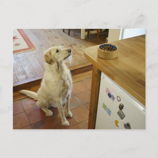 Hund tittar i mat på bord. vykort (Framsida)
