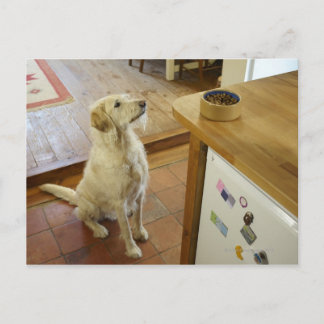 Hund tittar i mat på bord. vykort