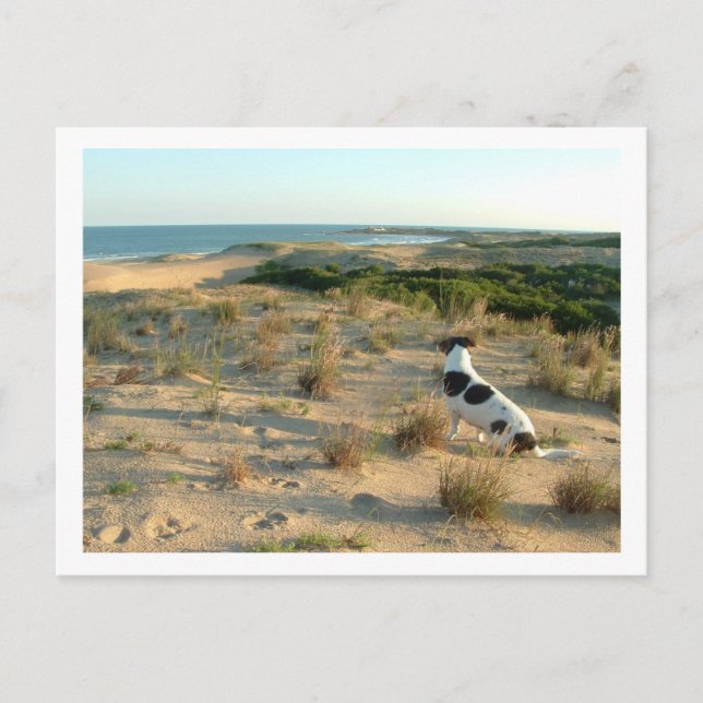 hund tittar till havs vykort (Framsida)