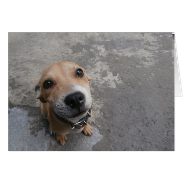 Hund tittar TOPPEN söt! Hälsningskort (Framsidan Horizontal)
