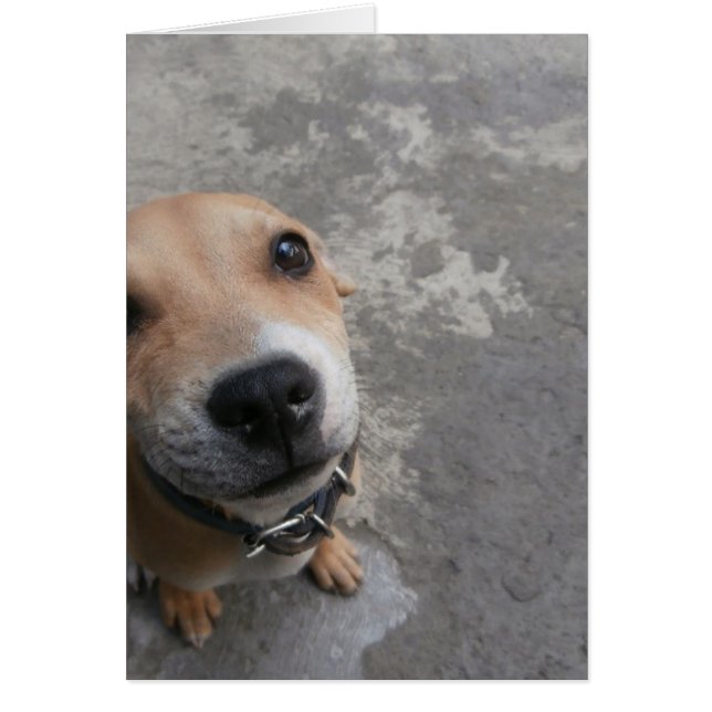 Hund tittar TOPPEN söt! Hälsningskort (Framsidan)